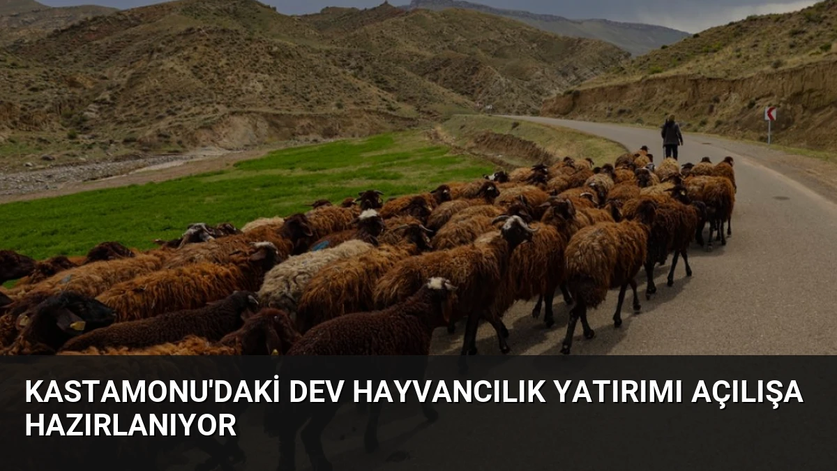 Kastamonu’daki Dev Hayvancılık Yatırımı Açılışa Hazırlanıyor