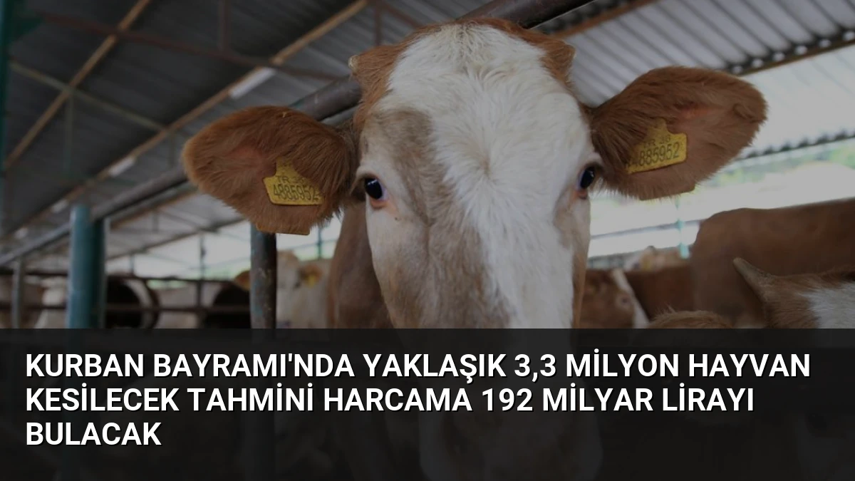 Kurban Bayramı’nda Yaklaşık 3,3 Milyon Hayvan Kesilecek Tahmini Harcama 192 Milyar Lirayı Bulacak