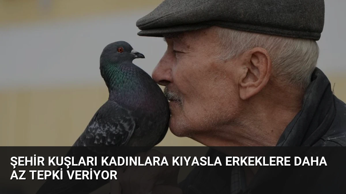 Şehir Kuşları Kadınlara Kıyasla Erkeklere Daha Az Tepki Veriyor