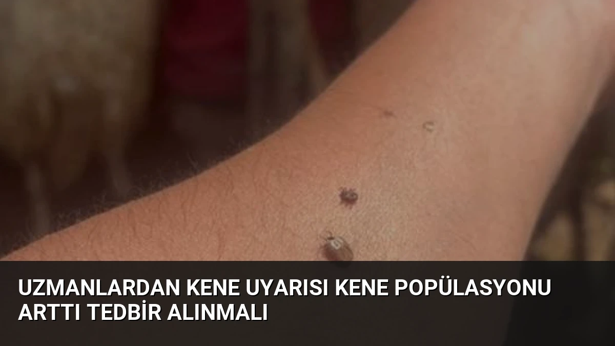 Uzmanlardan Kene Uyarısı Kene Popülasyonu Arttı Tedbir Alınmalı