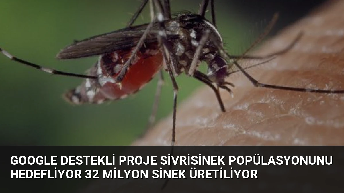 Google Destekli Proje Sivrisinek Popülasyonunu Hedefliyor 32 Milyon Sinek Üretiliyor
