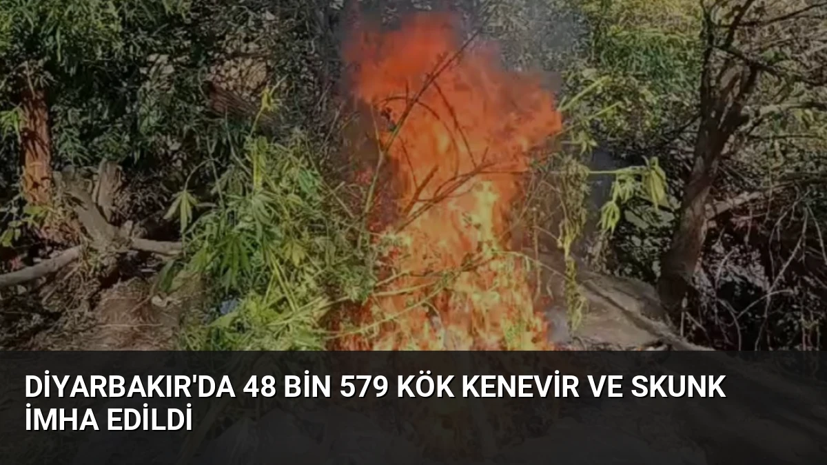Diyarbakır’da 48 Bin 579 Kök Kenevir ve Skunk İmha Edildi