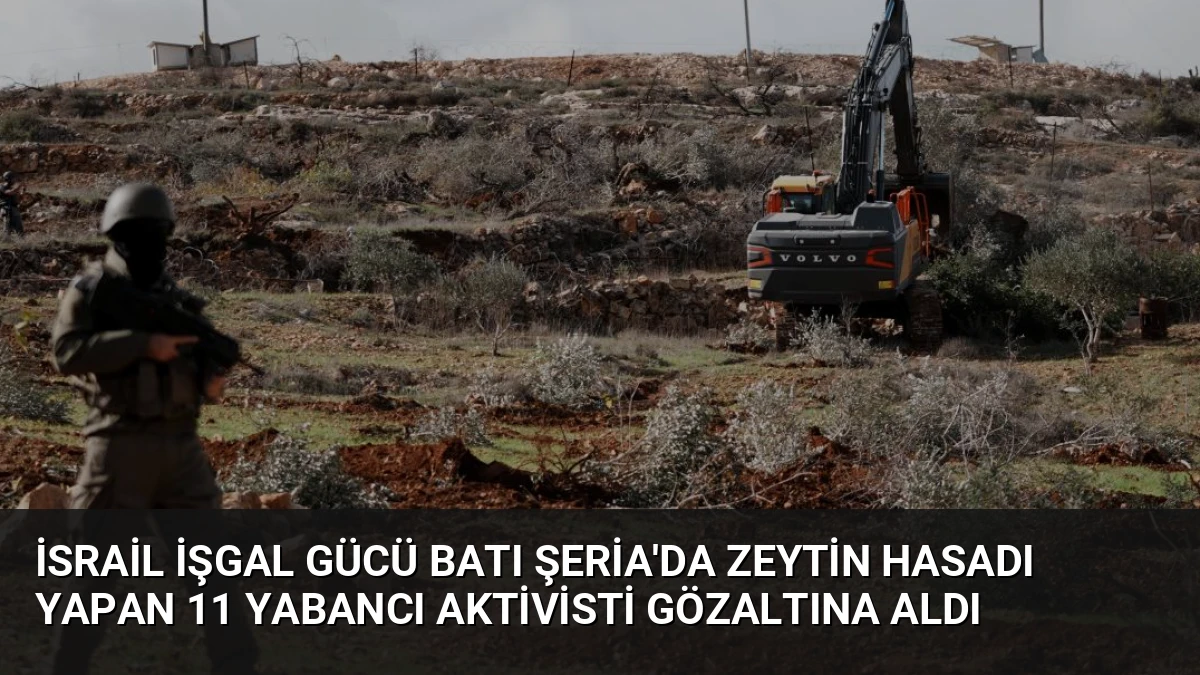 İsrail İşgal Gücü Batı Şeria’da Zeytin Hasadı Yapan 11 Yabancı Aktivisti Gözaltına Aldı
